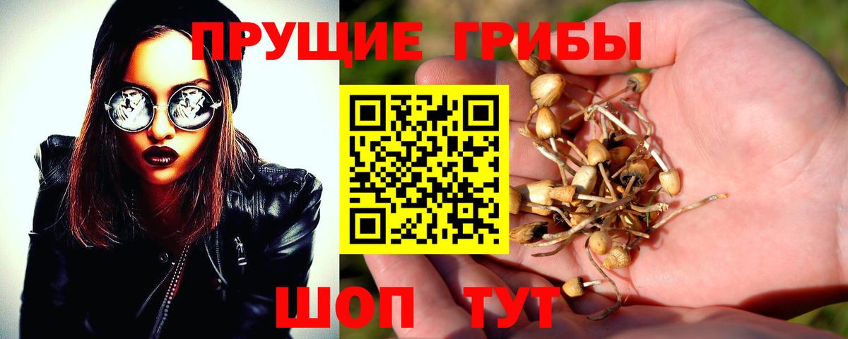 Псилоцибиновые грибы Psilocybe Нефтекумск